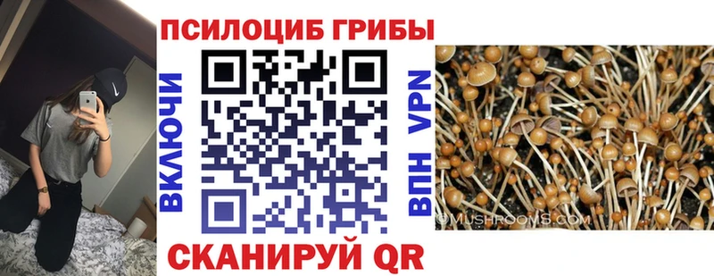 дарнет шоп  Каменногорск  Псилоцибиновые грибы ЛСД 