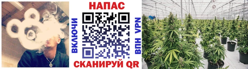 Шишки марихуана сатива  Каменногорск 
